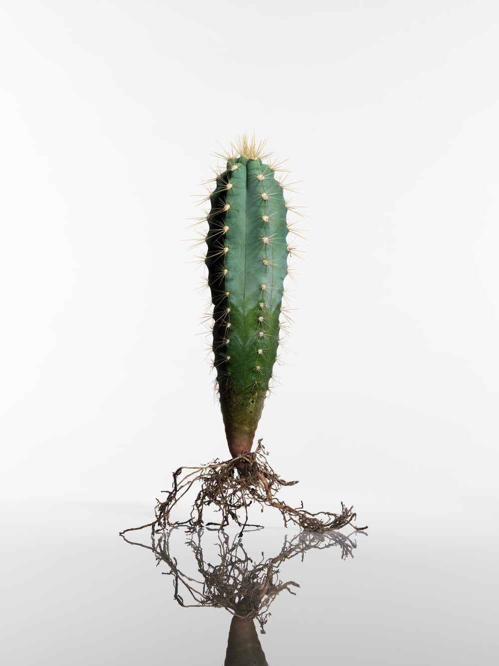 cactus-homs2